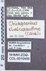 Etikette zu Ludioschema chalcoxanthum (NHMW-ZOO-COL-0010499)